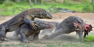 Mereka berasal dari provinsi nusa tenggara timur, indonesia. Ahli Nilai Keberadaan Turis Yang Meningkat Bisa Jadi Ancaman Bagi Komodo Merdeka Com