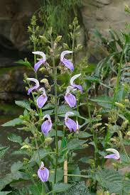 Image result for Brillantaisia owariensis