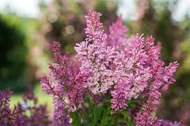 Image result for Syringa prestoniae