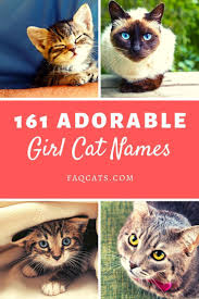 Black And White Kitten Names Unisex 161 Female Tabby Cat Names You Will Love In 2020 Cute Cat Names Girl Cat Names Grey Kitten Names