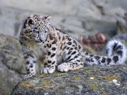 Image pour une photo ou une image fixe, couleur. Fonds D Ecran Leopard De Neige Mignon Bebe 2560x1920 Hd Image