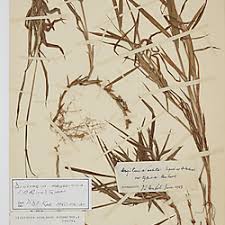Image result for Digitaria abyssinica