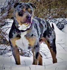 Pin By Thomas Kutz Artist On Bully Breed American Pitbull Puppies Bully Breeds Dogs American Bully