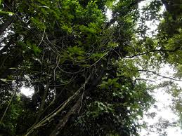 Image result for Agelaea