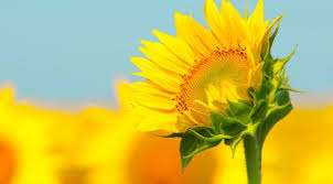 2048x1152 Sunflowers Macro 2048x1152 Resolution Wallpaper Hd Flowers 4k Wallpapers Images Photos And Background Sunflower Wallpaper Sunflower Summer Pictures