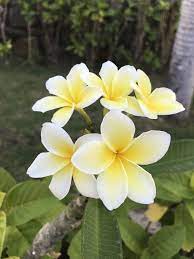 Plumeria Frangipani Plumeria Flower Lei