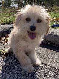 He is 8 months old and a lab/pit mix. Maltese And Shih Tzu Mixed Dog For Adoption In Sarasota Florida Linus In Sarasota Florida Dog Adoption Small Dog Rescue Rescue Dogs For Adoption