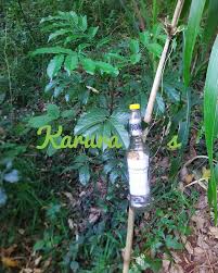 Image result for Lepidotrichilia volkensii