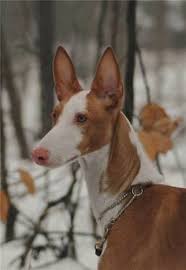 Will have had all vaccinations, wormed and flead by the time she is ready to go. Ibizan Hound Dog Breed Information Puppies Pictures