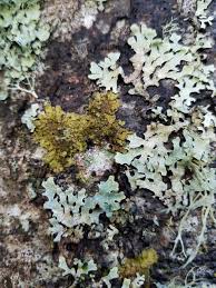 Where there is only patchy scarring hair loss and no evidence of inflammation the diagnosis may not be able to be confirmed. I M Liking The Lichens Coastal Interpretive Center