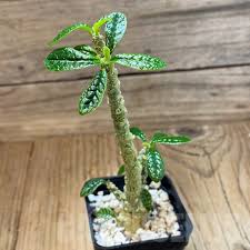 Image result for Dorstenia schliebenii