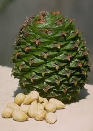 Best adapted for the west coast, the monkey puzzle tree can. Araucaria Bidwillii Only Foods