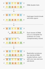Class 1 english worksheets free download. Schematic Of Watson And Crick S Basic Model Of Dna Dna Base Pairing Worksheet Hd Png Download Kindpng