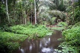 Image result for Hua gabonii