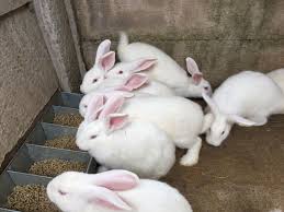 Purina swine feeds deliver the right nutrition for pigs in every production phase. Starting Rabbit Farming Business Plan Pdf Raising Rabbits For Meat Startupbiz Global