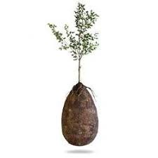 See full list on usurnsonline.com Organic Burial Pods Everything You Need To Know