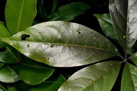 Image result for Ritchiea capparoides