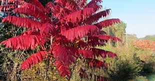 Image result for Rhus