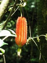 Image result for Raphidiocystis jeffreyana