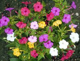 Four o'clock ( mirabilis jalapa or marvel of peru) is the most commonly grown ornamental species of mirabilis, and is available in a range of colours. Four O Clocks Mixed Clock Flower Flower Seeds Flowers Perennials