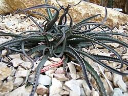 Image result for Aloe luapulana