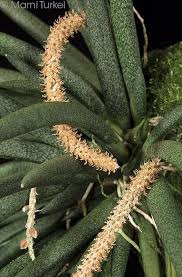 Image result for Oberonia