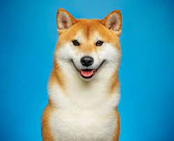 Watch him fight the villains who are out to damage the city on his super bike that can fly as well. The Shiba Inu Modern Dog Magazine