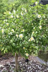 Image result for Oncoba