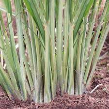 Image result for Cymbopogon nardus