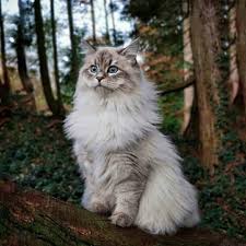 Über 7 millionen englischsprachige bücher. Beautiful Cat 9gag