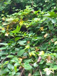 Image result for Cordia sp.A.