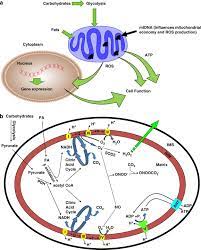 In a plant cell mitochondria highest amounts of atp is produced in the. The Mitochondrial Paradigm For Cardiovascular Disease Susceptibility And Cellular Function A Complementary Concept To Mendelian Genetics Laboratory Investigation