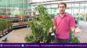 Check spelling or type a new query. Evergreen Clematis Armandii Youtube