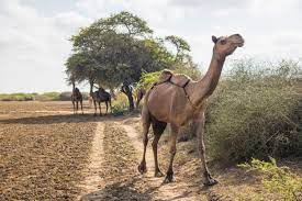 Here you may to know how to adjust camel pose. Where Camels Take To The Sea Hakai Magazine
