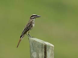 Maybe you would like to learn more about one of these? Bem Te Vi Rajado Myiodynastes Maculatus Wikiaves A Enciclopedia Das Aves Do Brasil