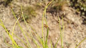 Image result for Isolepis setacea