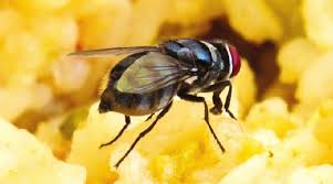 Adults are gray to black, with four dark, longitudinal lines on the thorax, slightly hairy bodies, and a single pair of membranous wings. Why Do Flies Sit On Humans