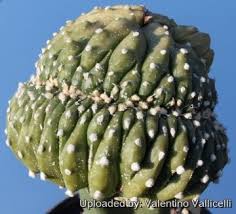 Image result for Thesium asterias