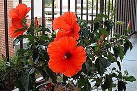 Pin On Plant Know How