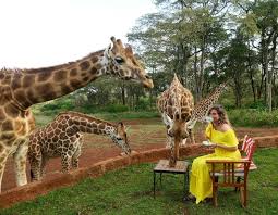 Pin By Mary Ann On Honeymoon Giraffe Animals African Civet