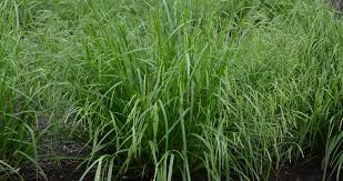 Image result for Pavetta gracillima