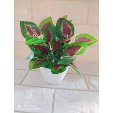 Seperti azalea, bunga ini juga kurang populer di indonesia. Bunga Hias Aneka Daun Hiasan Rumah Meja Tamu Bunga Mini Shopee Indonesia