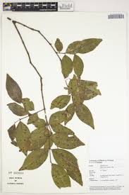 Image result for Justicia matammensis