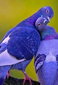 Birds Of The Same Feather Funny Quotes Pin By Ibtiroderich On Nature In 2020 Pet Birds Pet Birds Parrots Bird