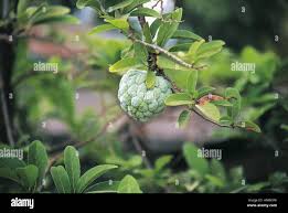 Image result for Annonaceae