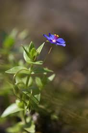 Image result for Anagallis kochii