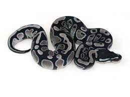 Axanthic Morph List World Of Ball Pythons Ball Python Morphs Ball Python Pet Snake