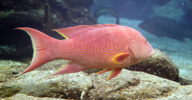 White-edged lyretail - Wikipedia