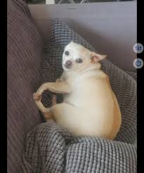 Image result for chihuahua big obesity