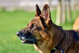 German shepherds are not quiet dogs. The Best Leashes And Collars For German Shepherds Pethelpful